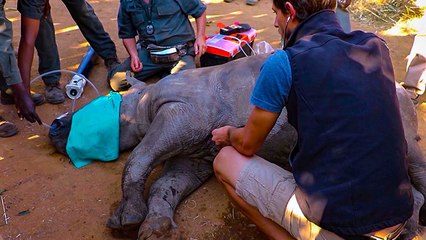 Le sauvetage d'un bébé rhinocéros