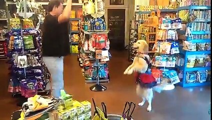 Il réalise une chorégraphie incroyable & synchro avec son chien !