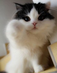 Proud Cats Love Their Kittens Compilation 2016 - part 14