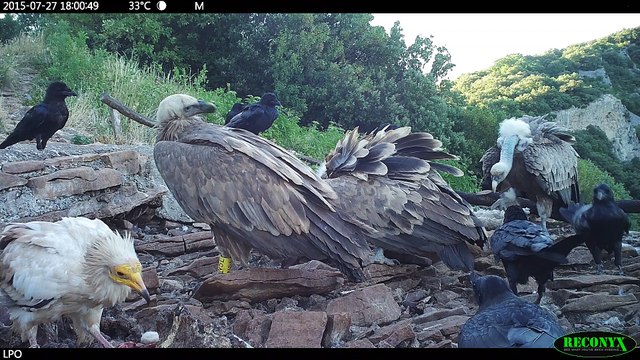 Vautours fauves et percnoptère - LPO Ardeche