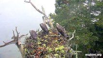 Un aigle lance une attaque contre un nid pour voler un oiseau