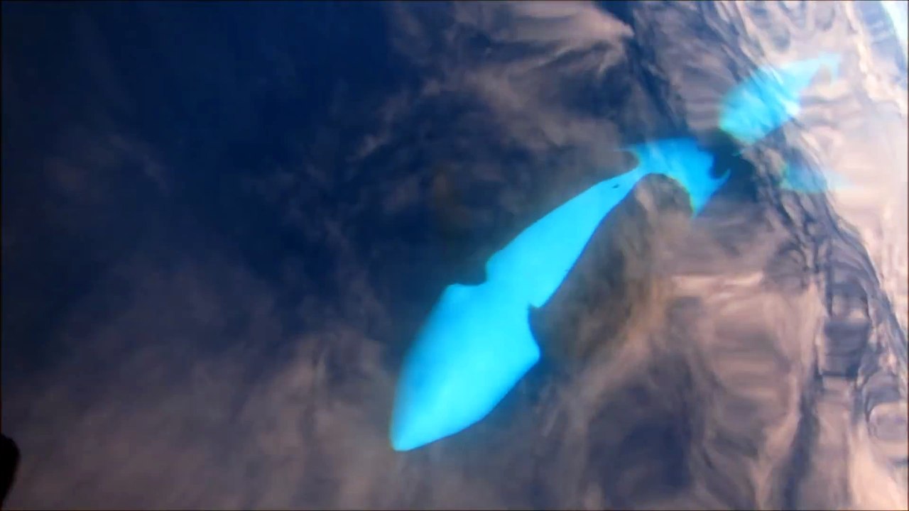 Des orques prennent en chasse un bateau