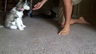 10 Week Old Siberian Husky Pupppy Tricks  By. Piper