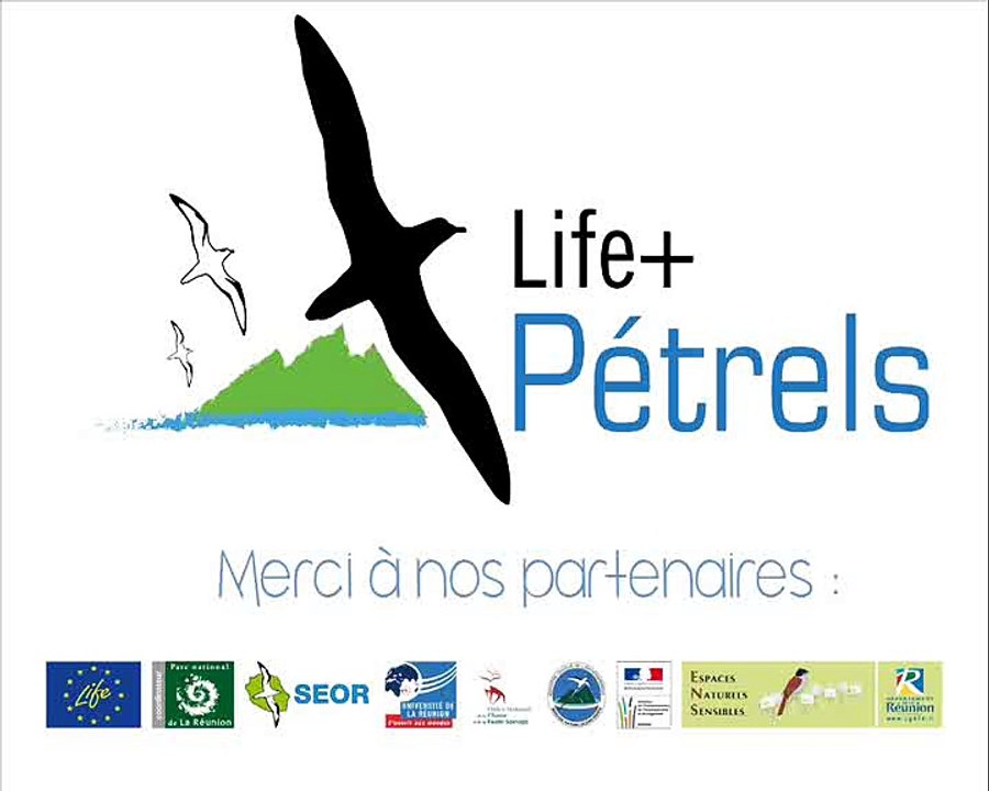 Life petrels - episode 4