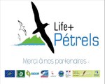 Life petrels - episode 5