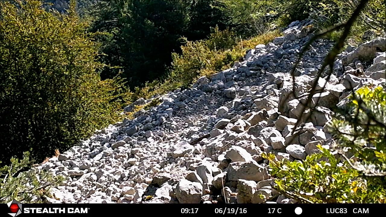 Belette - Luc SOURET