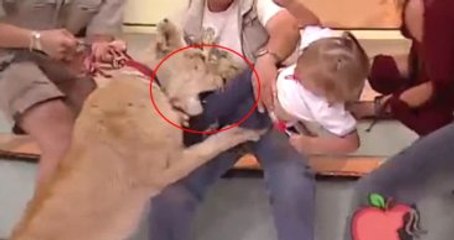 Canlı Yayına Çıkarılan Aslan Küçük Çocuğa Saldırdı