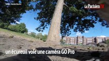 Un écureuil vole une Go Pro et filme son parcours