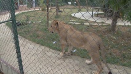 10 Ağustos "Dünya Aslan Günü"