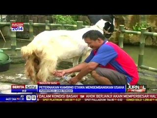 Peternak Kambing Etawa Rambah Pemerahan Susu dan Permen