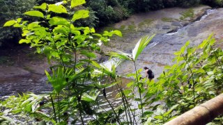 The Amazon Rainforest of Ecuador