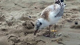 Kiras prie Baltijos jūros. Seagull near the Baltic Sea. Palanga. 2016-07-12