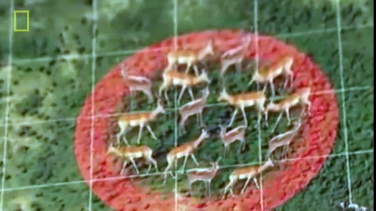 Animal Documentary National Geographic - ELITE PREDATORY UNIT  The Wild Dogs