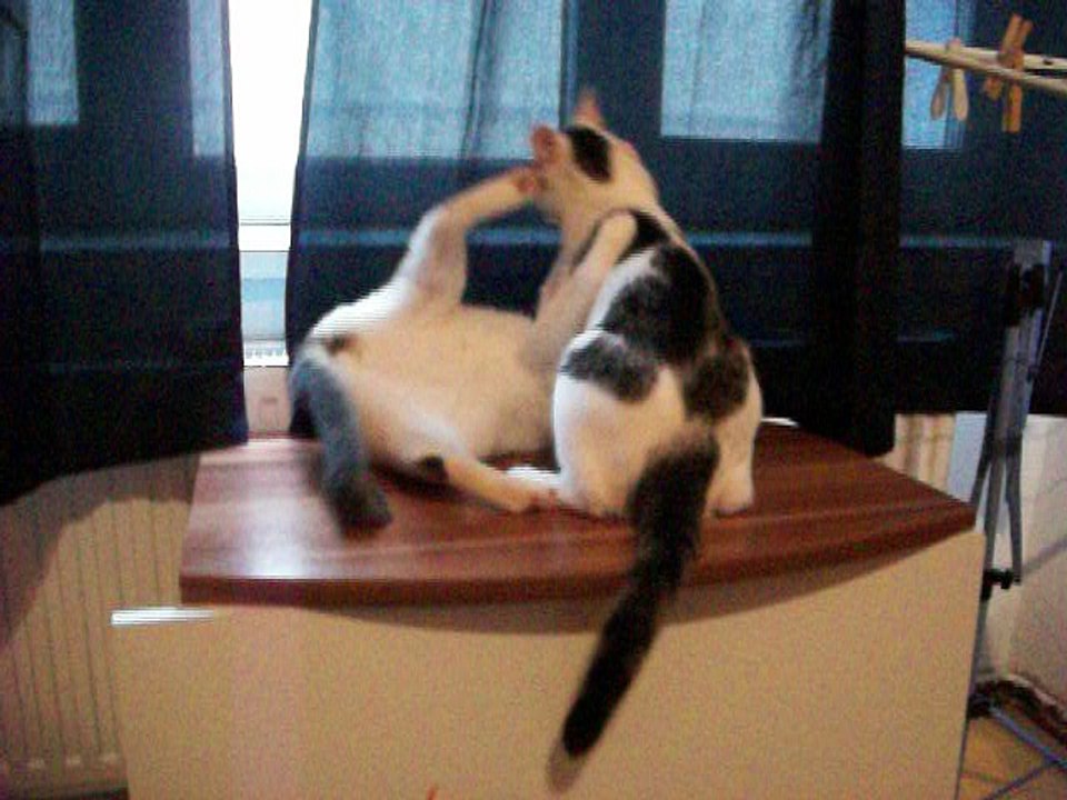 Harvey und Vinzent am 10.08.2016