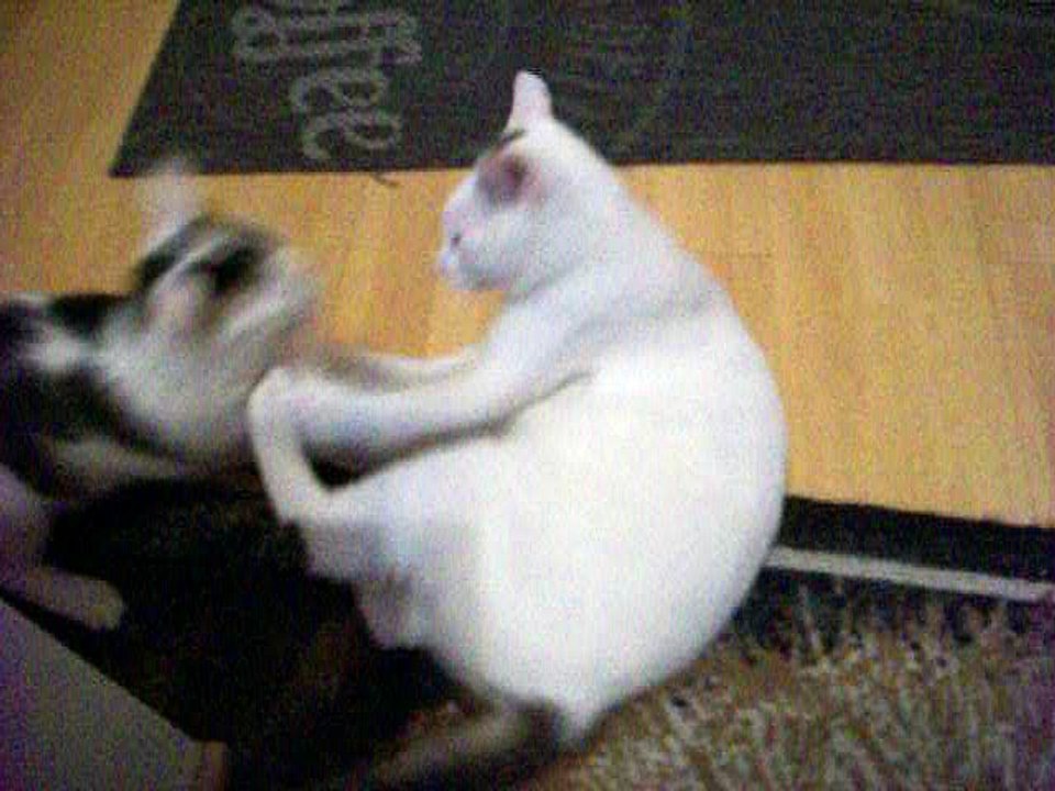 Harvey und Vinzent am 10.08.2016