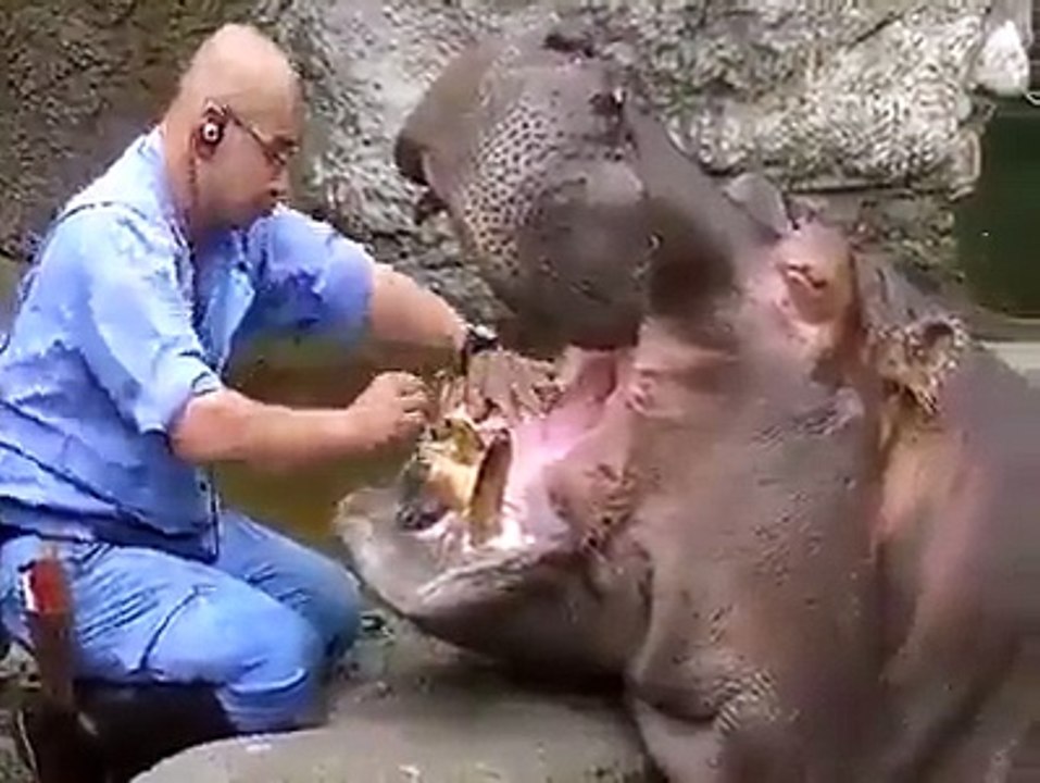 Dentist of Hippo