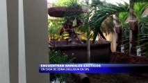 Animales exoticos en una casa en zona exclusiva de San Pedro Sula
