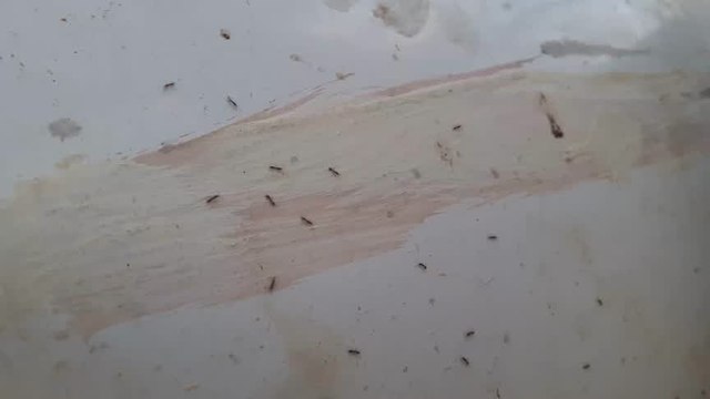 My First Time-Lapse Video