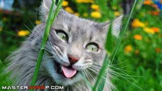 Funny Cats Compilation - funny cats - a funny cat videos compilation 2016 || new hd