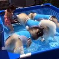 Husky pool party