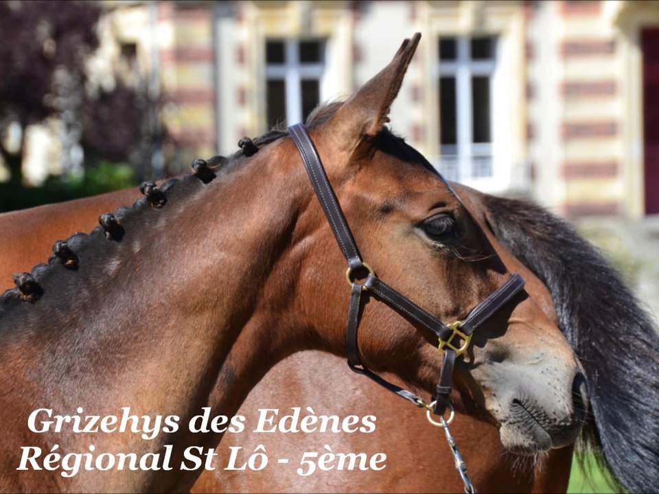 Grizehys des Edènes Régional st Lô