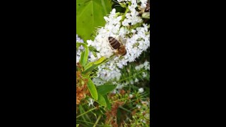 Bees in my front garden 23.07.16