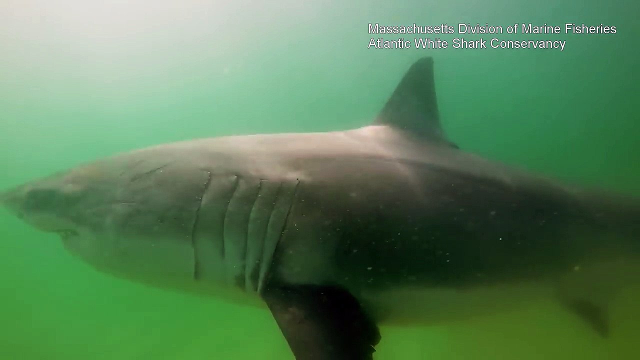 Awesome Underwater Footage of a White Shark Eating a Grey Seal