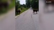 Funny Officer Tells Cows to Avoid Booze and Not Run from Police