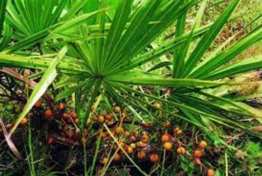Saw Palmetto e la prostata
