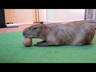 Cute Capybara Plays With a Coconut