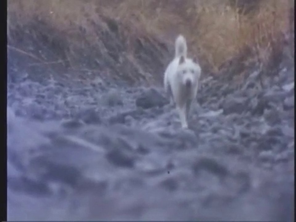 〈ドラマ〉炎の犬 OP