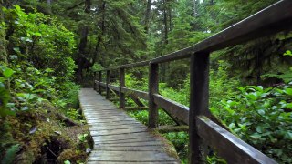 Scenic Vancouver Island: Rain Forest