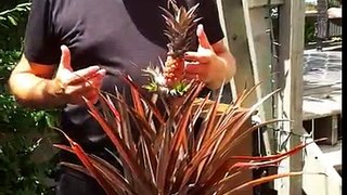 How to grow Pineapple at home