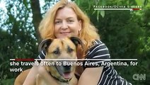 Dog waits outside hotel until flight attendant adopts him.