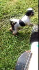 Trying to mow the grass and Izzy is not having none of that