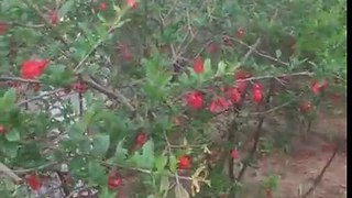 How to spray on pomegranate plant