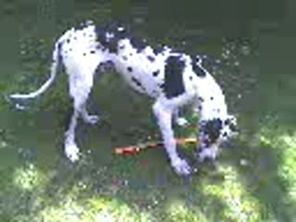 mes dogue allemand 9 mois