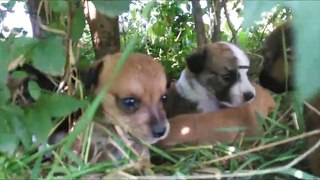 Guy Finds New Born Puppies In His Back garden Shocking Videos