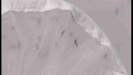 EEUU destina 15 millones de dólares a innovar contra el zika en Latinoamérica