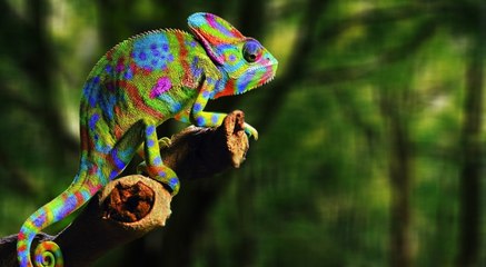 Top 10 Colour Changing Animals Around the World