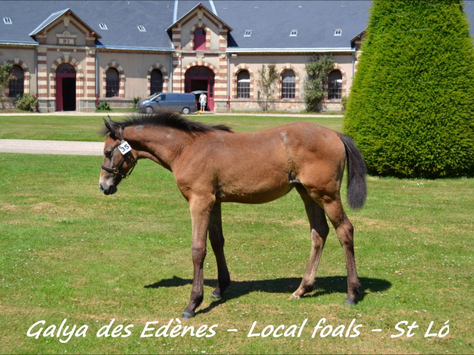 Galya des Edènes - Local foals