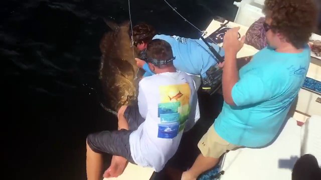 Quand tu te prends une énorme claque par un poisson géant... Vilain mérou