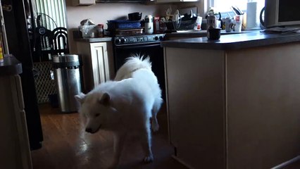 Ce chien fait une curieuse danse de la joie