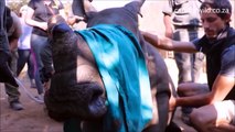 Sauvetage d un bébé rhinocéros en train de mourir à cause de braconniers