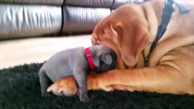 Cet énorme chien s'occupe d un adorable chiot