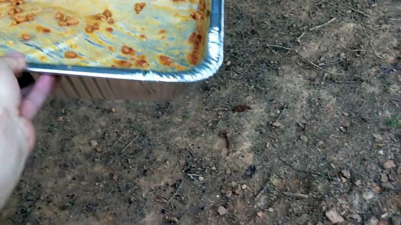 Freddy loves baked beans