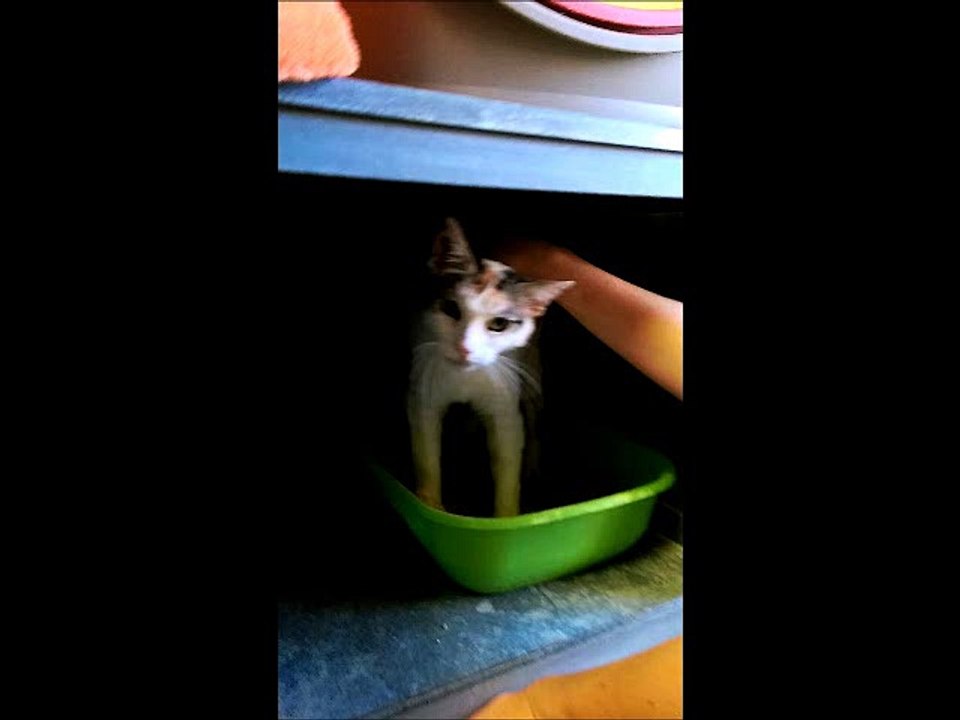 Minette un amour! 1