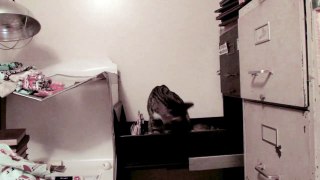 Kitty Cats in The Filing Cabinet