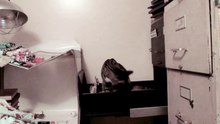 Kitty Cats in The Filing Cabinet