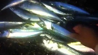 ตกปลาซาบะที่เกาะไอแลน์  fishing mackerel fish at Ireland UK